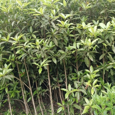 湖北咸宁桂花树苗根系发达存活率高农户直销价格实惠