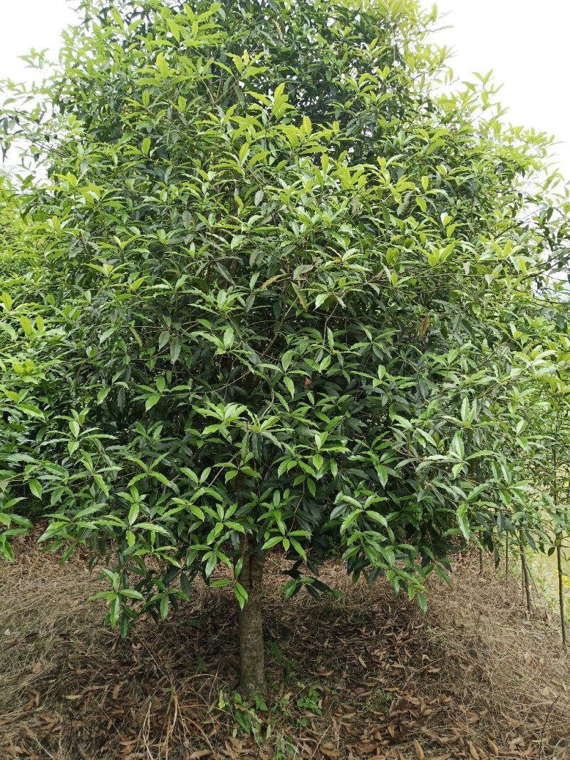 湖北咸宁桂花树苗根系发达存活率高农户直销价格实惠
