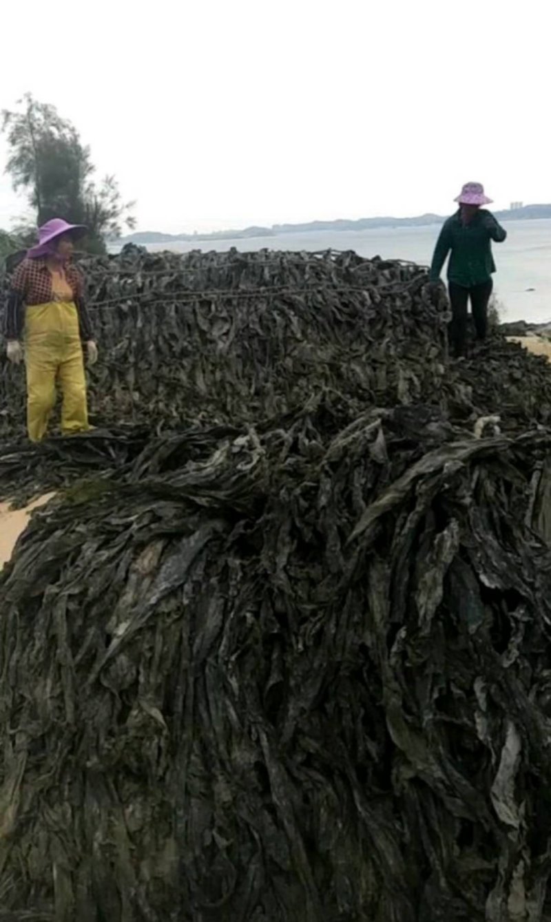 福建海带大量供货，需要直接下单，现在预约