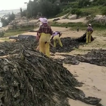 自家养殖海带，大量供货/找加工厂/批发商，现在预约