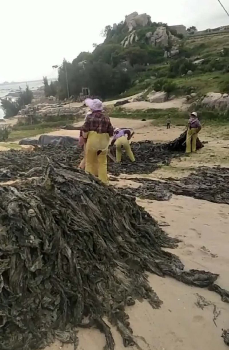 自家养殖海带，大量供货/找加工厂/批发商，现在预约