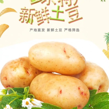 【牛商推荐】荷兰土豆产地直供专注精品各类包装全年有货