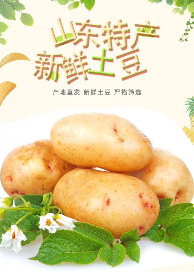 【牛商推荐】荷兰土豆产地直供专注精品各类包装全年有货