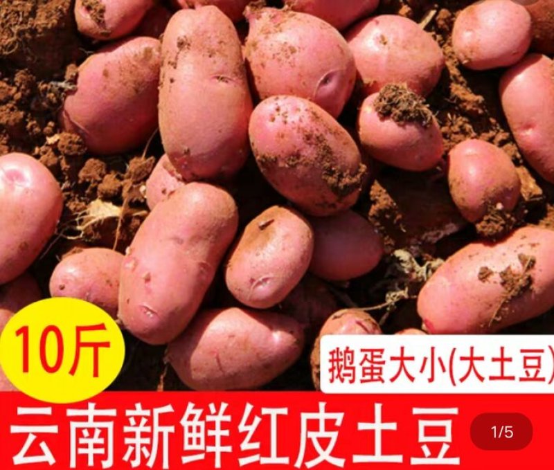 云南红皮小土豆带箱10斤18.8元包邮