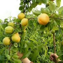 露天金寿杏价格开始定货杏子产地凯特杏基地