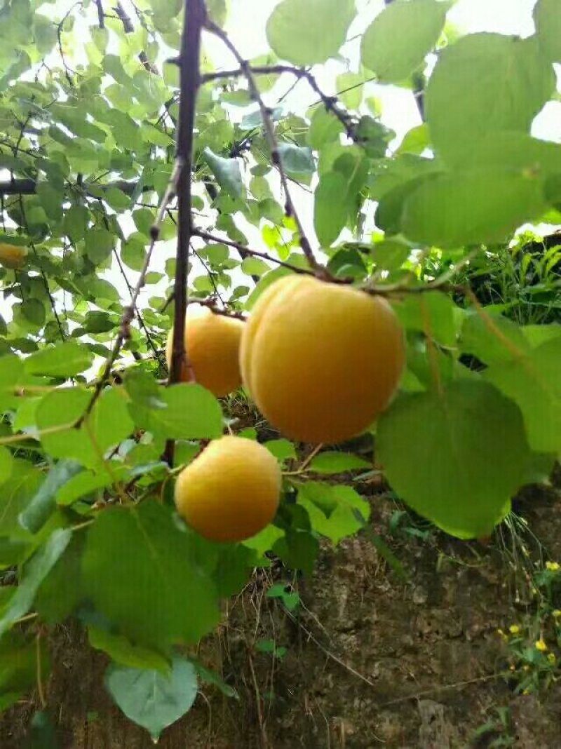 露天金寿杏价格开始定货杏子产地凯特杏基地