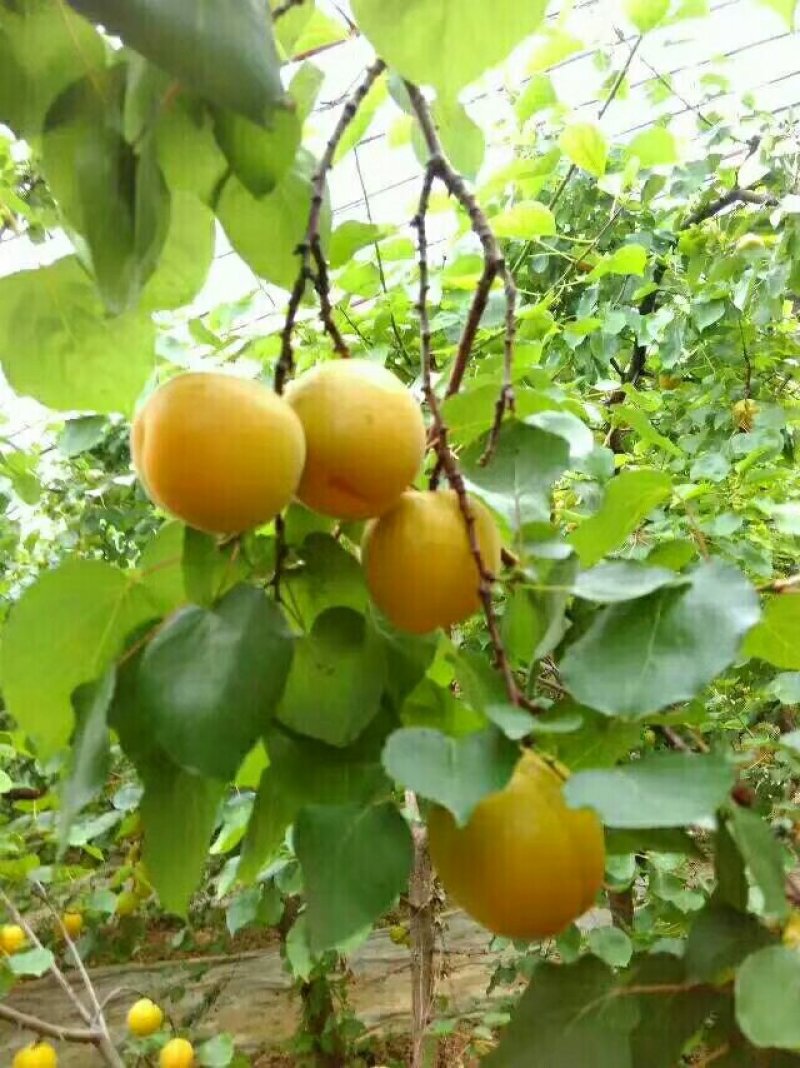 露天金寿杏价格开始定货杏子产地凯特杏基地