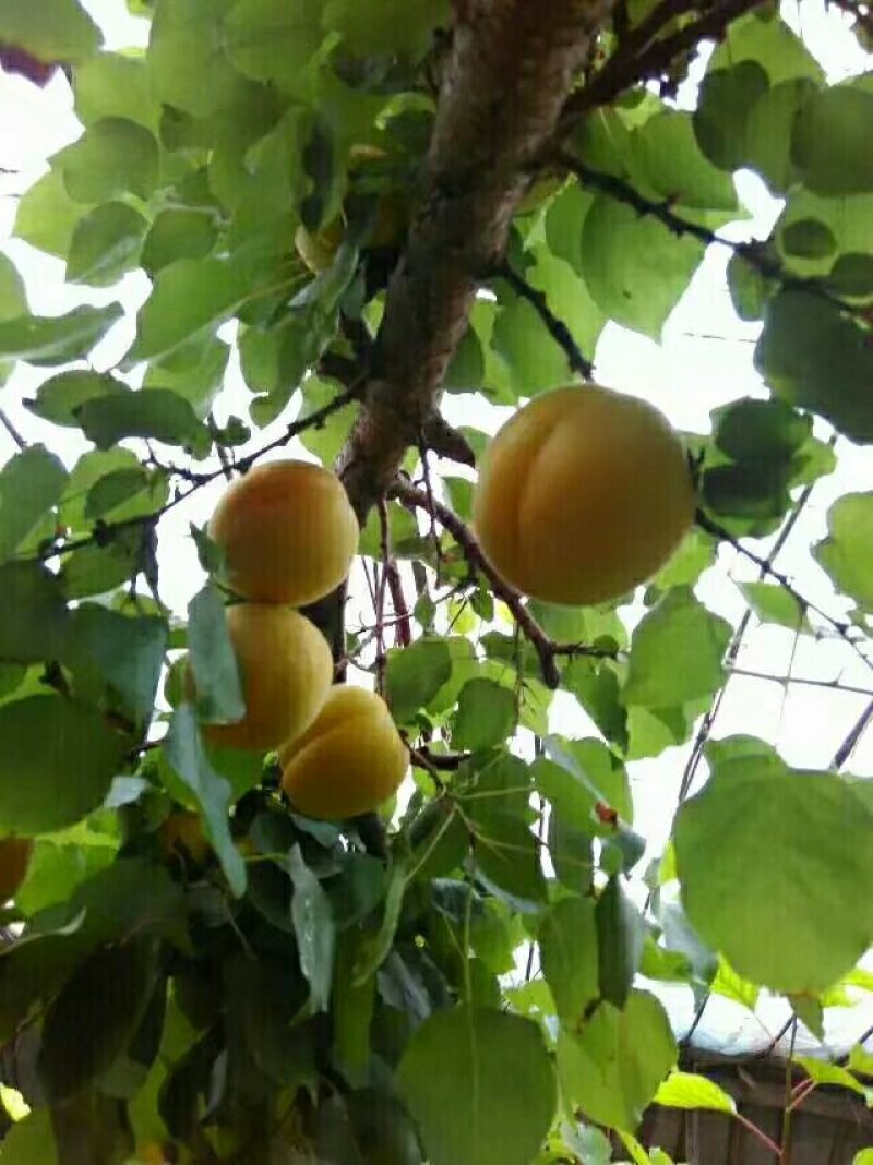 露天金寿杏价格开始定货杏子产地凯特杏基地