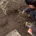 2021新西洋参苗参苗吉林长白山参农直供赠送手册