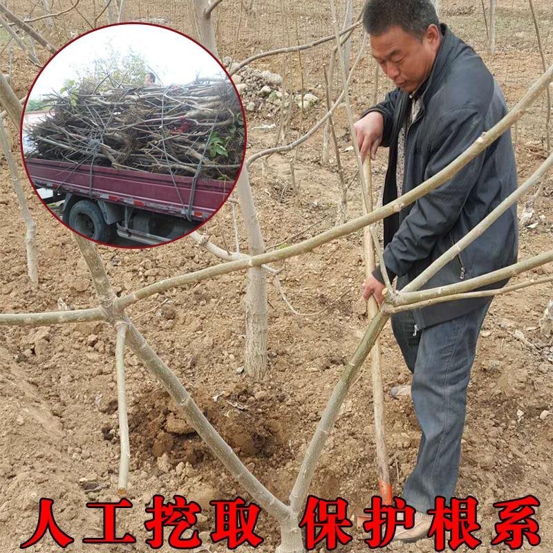 果树苗嫁接8518核桃树苗纸皮核桃树苗南北方种植盆栽地栽