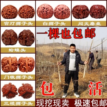 果树苗嫁接8518核桃树苗纸皮核桃树苗南北方种植盆栽地栽