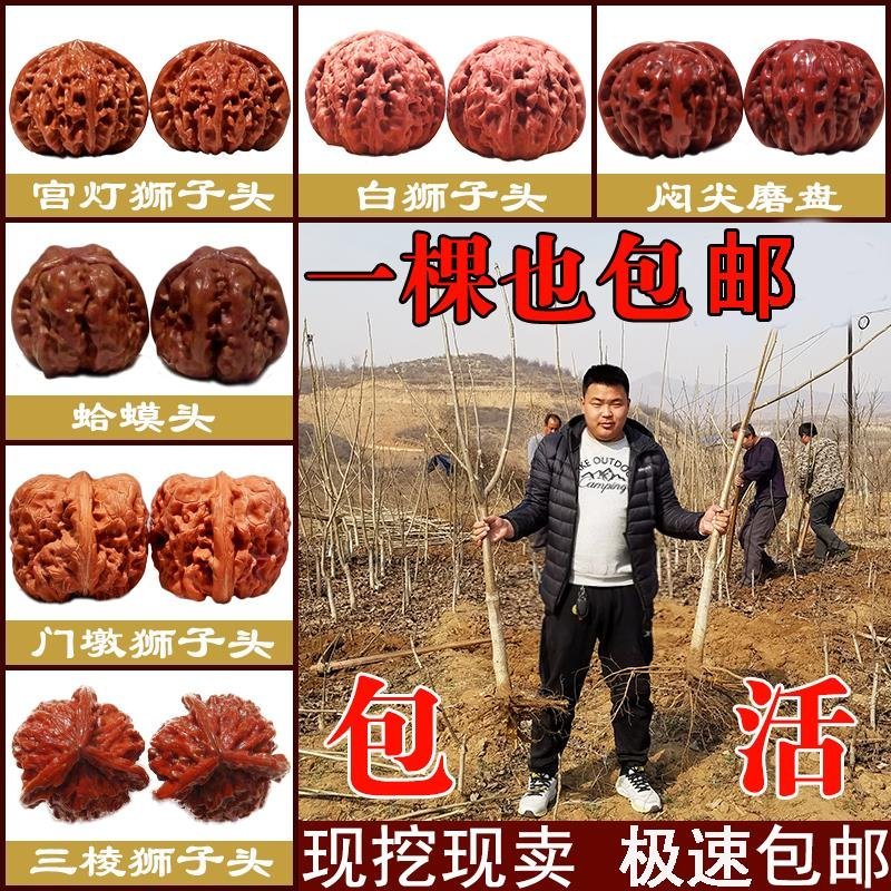 果树苗嫁接8518核桃树苗纸皮核桃树苗南北方种植盆栽地栽