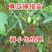 果树苗嫁接8518核桃树苗纸皮核桃树苗南北方种植盆栽地栽