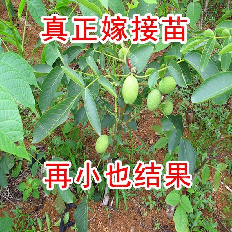 果树苗嫁接8518核桃树苗纸皮核桃树苗南北方种植盆栽地栽