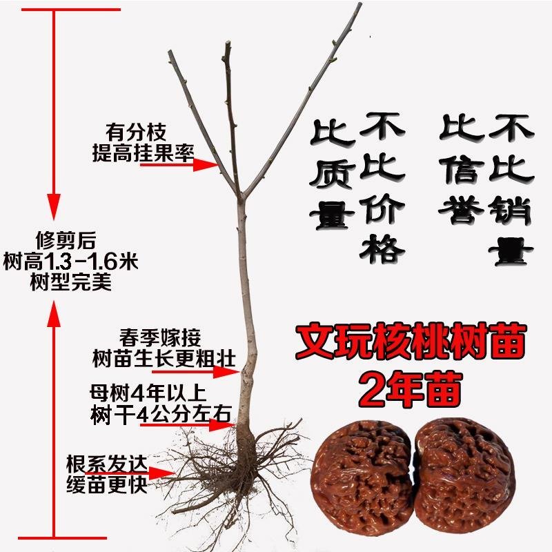 果树苗嫁接8518核桃树苗纸皮核桃树苗南北方种植盆栽地栽