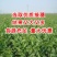 果树苗嫁接8518核桃树苗纸皮核桃树苗南北方种植盆栽地栽