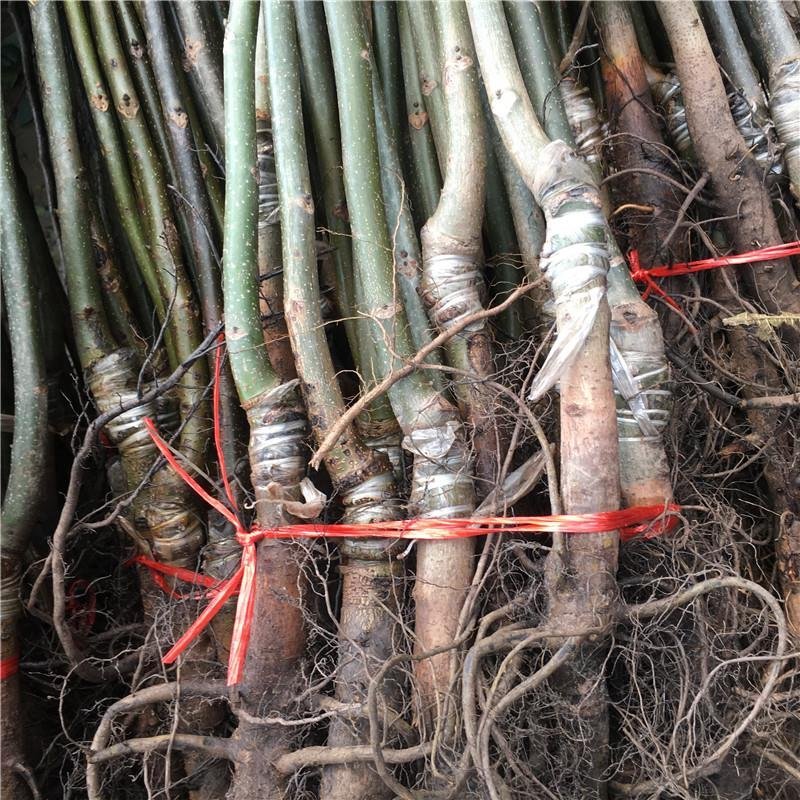 果树苗嫁接8518核桃树苗纸皮核桃树苗南北方种植盆栽地栽
