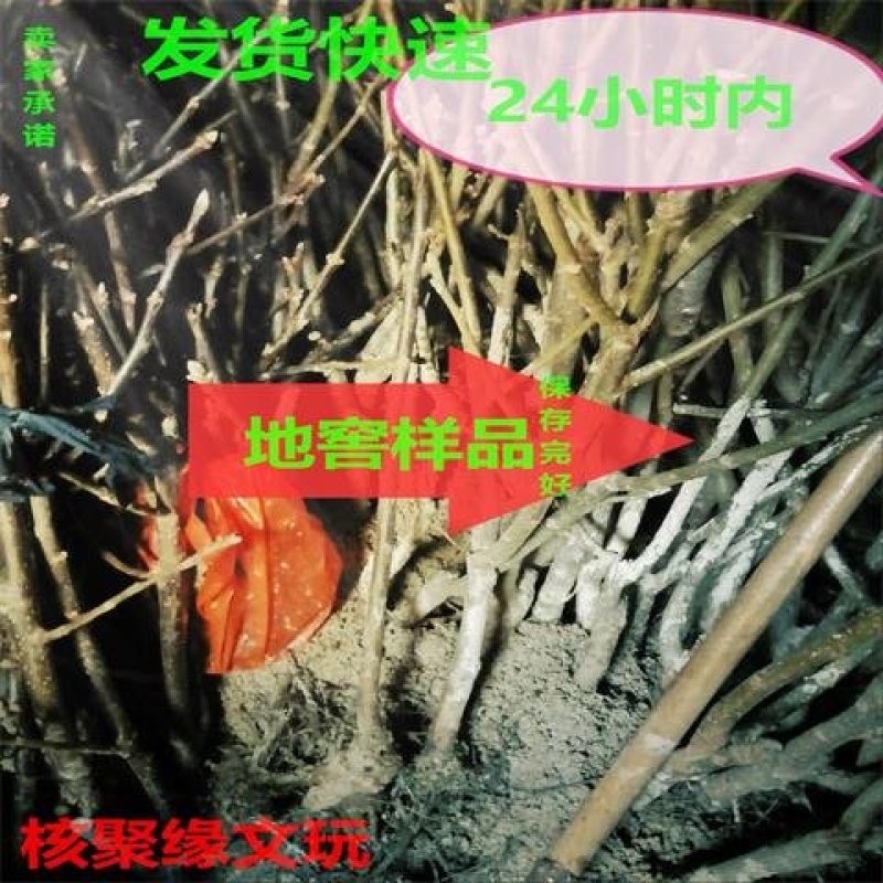 果树苗嫁接8518核桃树苗纸皮核桃树苗南北方种植盆栽地栽