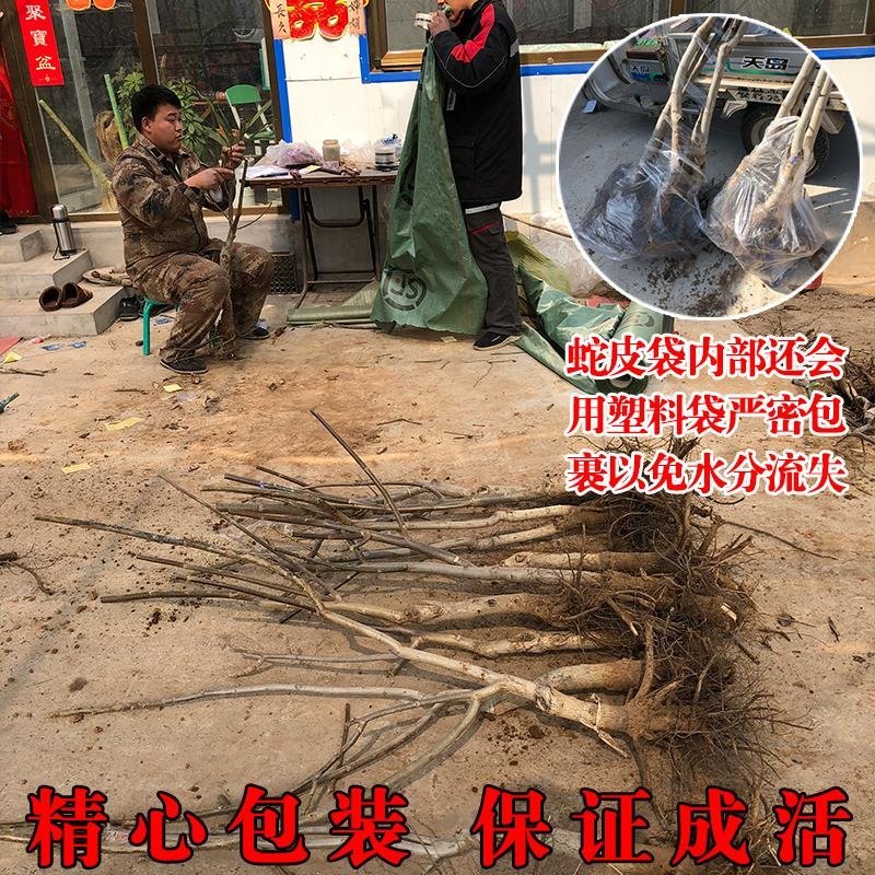 果树苗嫁接8518核桃树苗纸皮核桃树苗南北方种植盆栽地栽