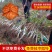 果树苗嫁接8518核桃树苗纸皮核桃树苗南北方种植盆栽地栽