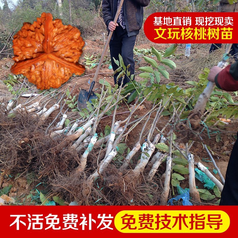 果树苗嫁接8518核桃树苗纸皮核桃树苗南北方种植盆栽地栽