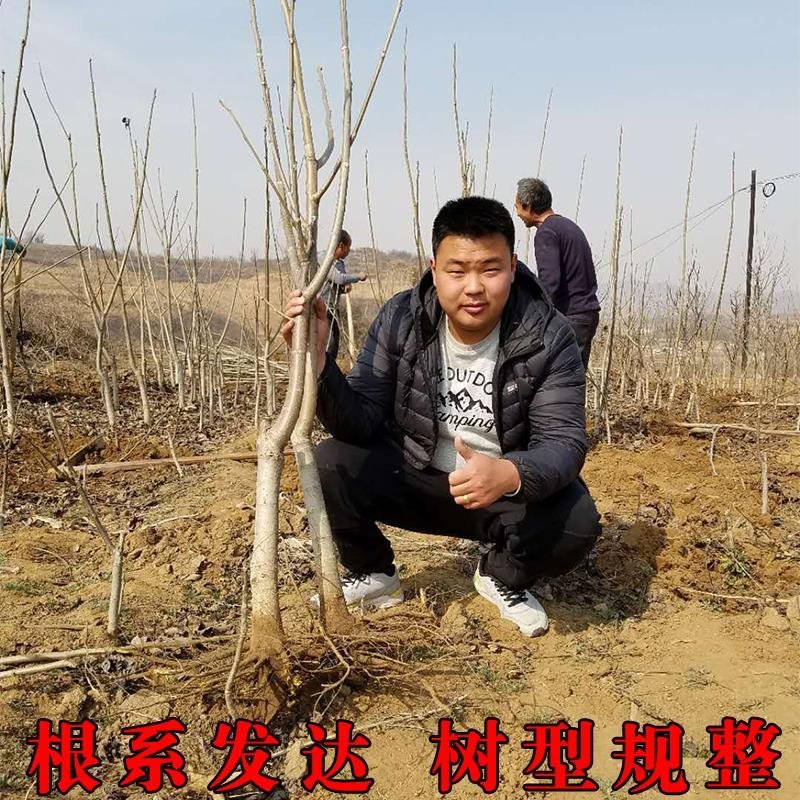 果树苗嫁接8518核桃树苗纸皮核桃树苗南北方种植盆栽地栽
