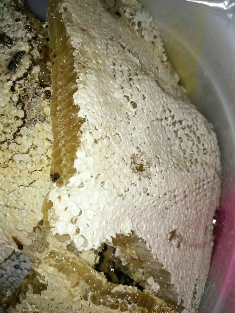 蜂蜜树上挂蜂