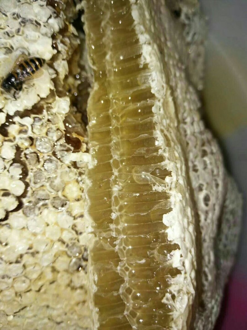 蜂蜜树上挂蜂