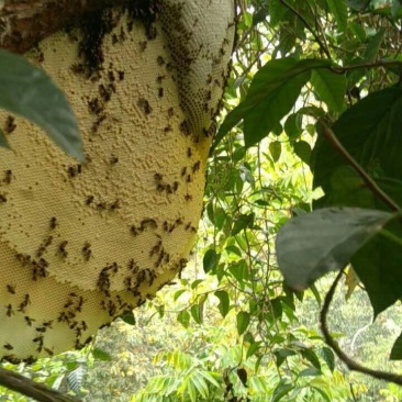 蜂蜜树上挂蜂