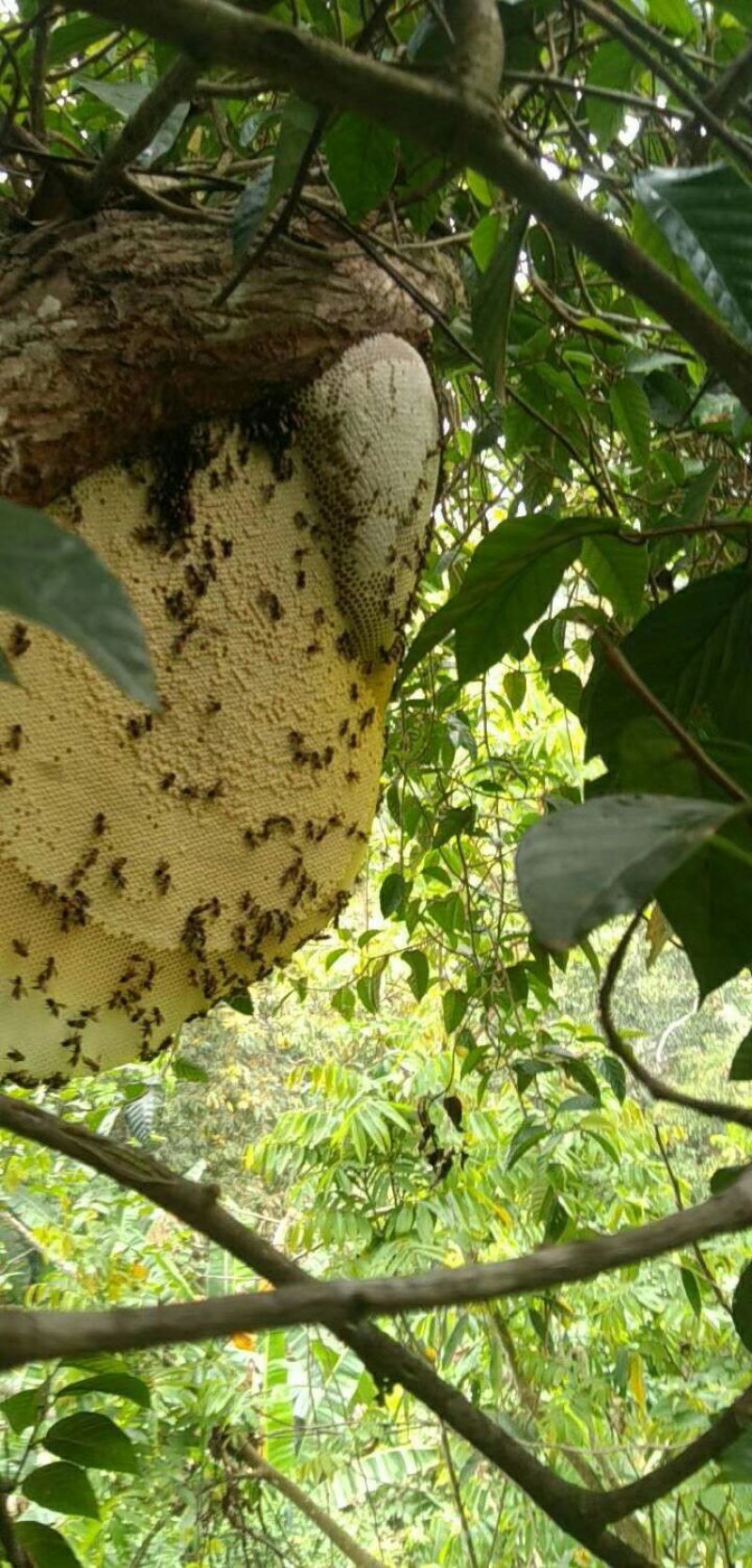 蜂蜜树上挂蜂