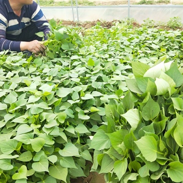 河北红薯苗西瓜红龙薯九商薯19日供100万颗自产自销