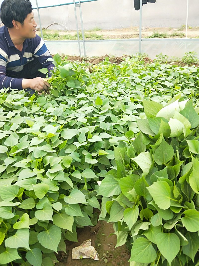 河北红薯苗西瓜红龙薯九商薯19日供100万颗自产自销
