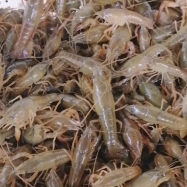 塘口一手虾苗