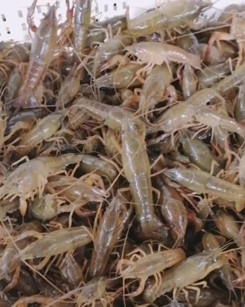 塘口一手虾苗