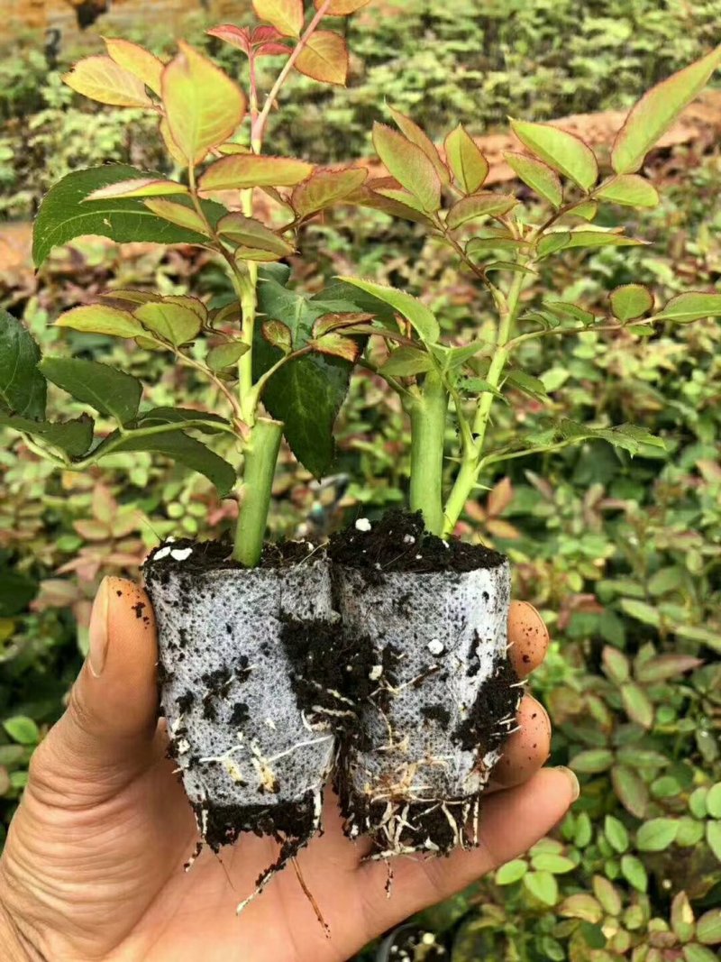 精品四季玫瑰杯苗四季开花成活率高达99%，带土发货