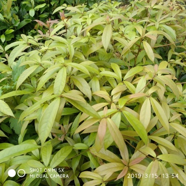 金丝楠木树苗，正宗四川金丝楠，小叶桢楠，名贵树木可以零售