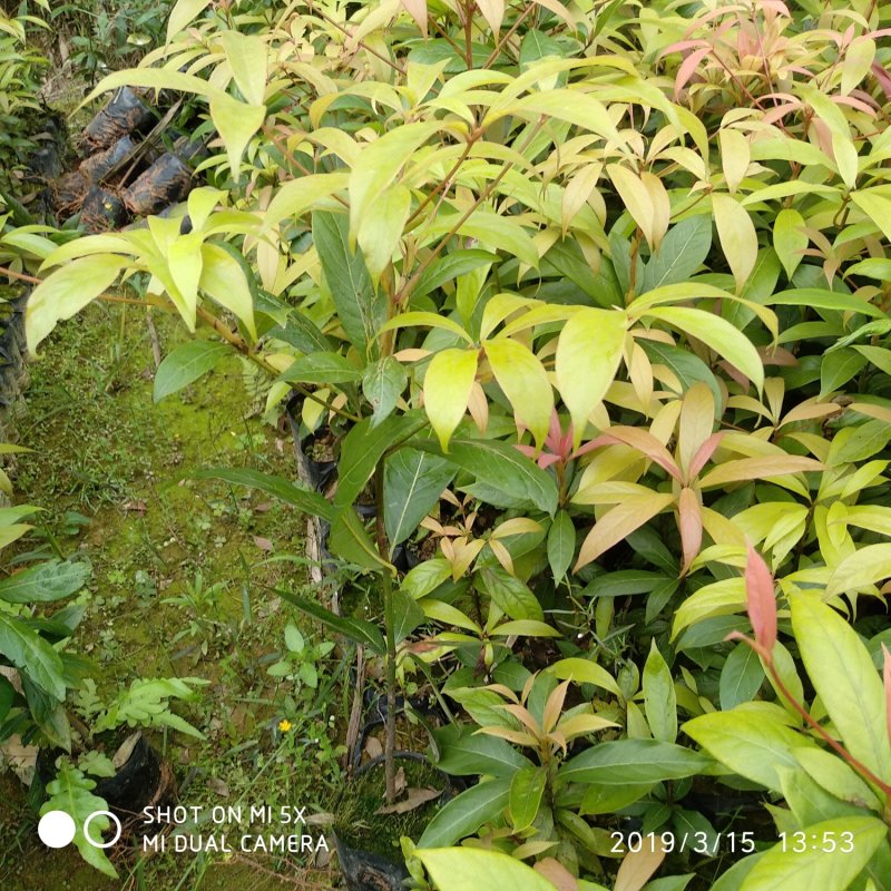 金丝楠木树苗，正宗四川金丝楠，小叶桢楠，名贵树木可以零售