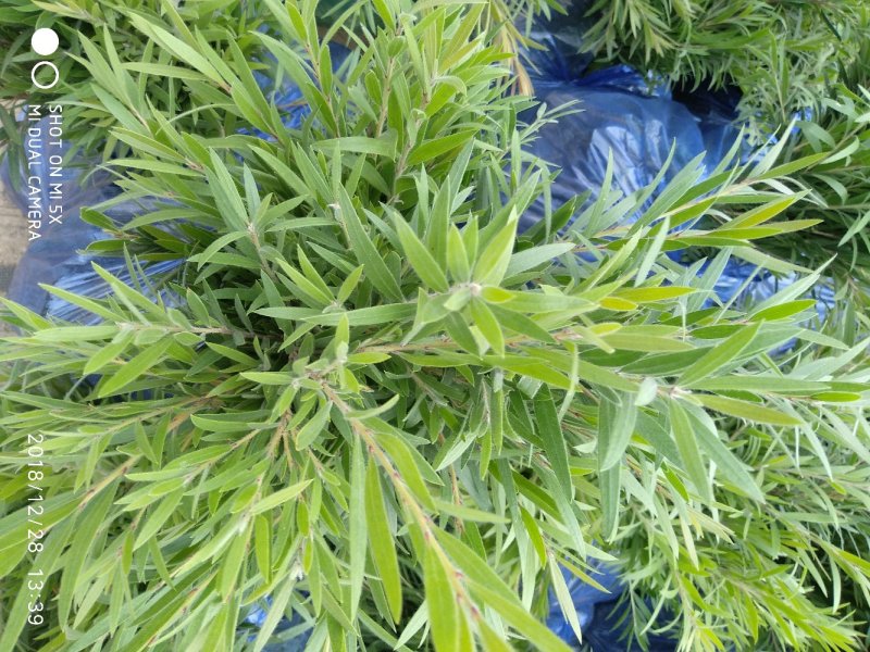 多花红千层，美花红千层绿化庭院行道观赏树苗.可以零售
