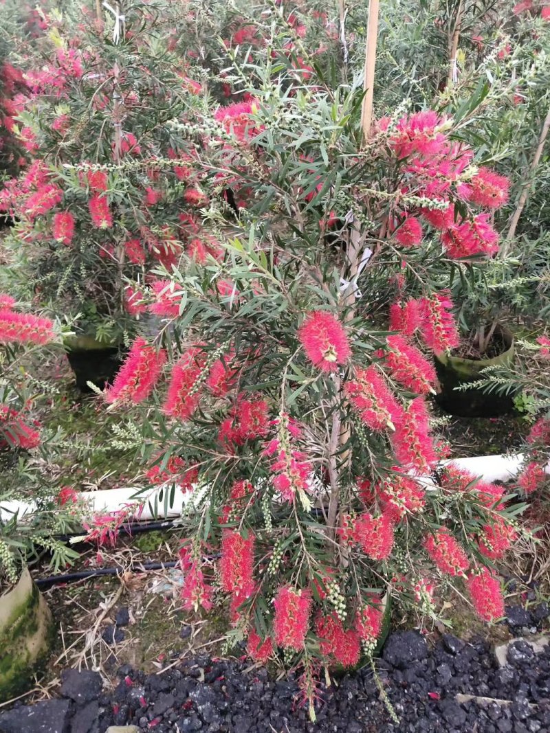 多花红千层，美花红千层绿化庭院行道观赏树苗.可以零售