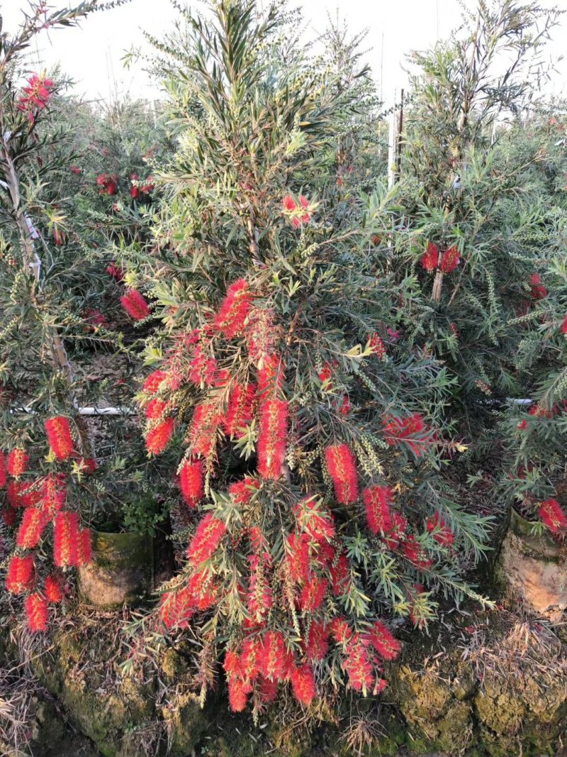 多花红千层，美花红千层绿化庭院行道观赏树苗.可以零售