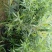 多花红千层，美花红千层绿化庭院行道观赏树苗.可以零售