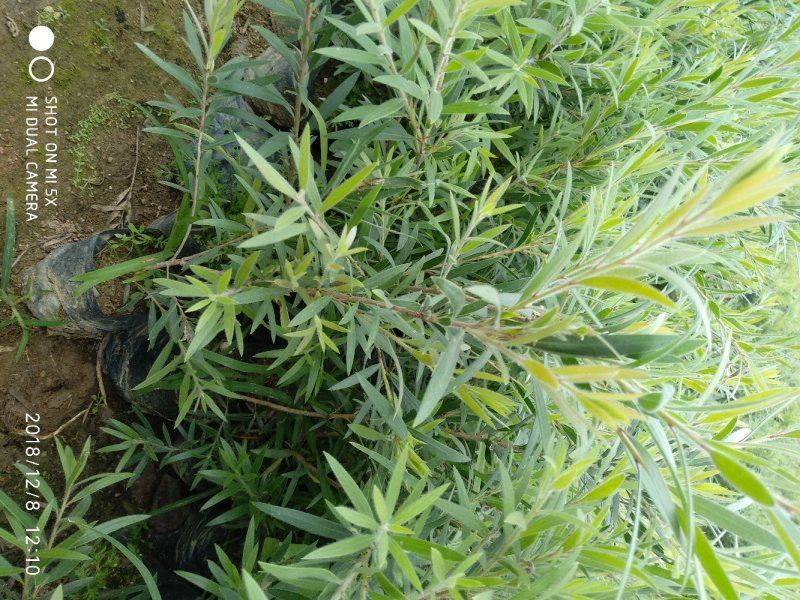 多花红千层，美花红千层绿化庭院行道观赏树苗.可以零售