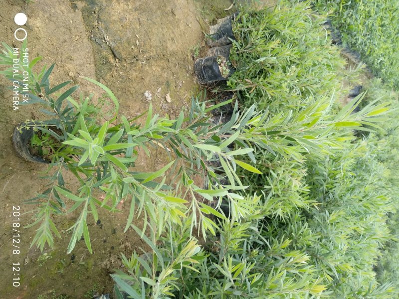 多花红千层，美花红千层绿化庭院行道观赏树苗.可以零售