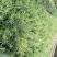 多花红千层，美花红千层绿化庭院行道观赏树苗.可以零售