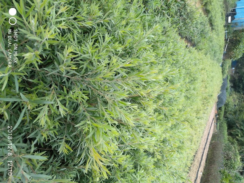 多花红千层，美花红千层绿化庭院行道观赏树苗.可以零售