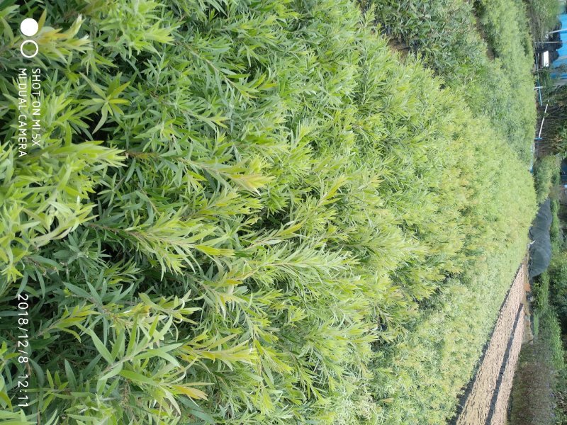 多花红千层，美花红千层绿化庭院行道观赏树苗.可以零售