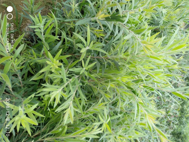 多花红千层，美花红千层绿化庭院行道观赏树苗.可以零售