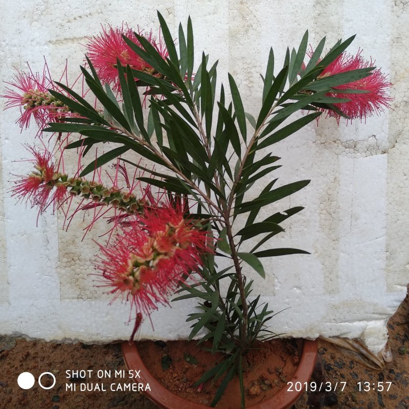多花红千层，美花红千层绿化庭院行道观赏树苗.可以零售