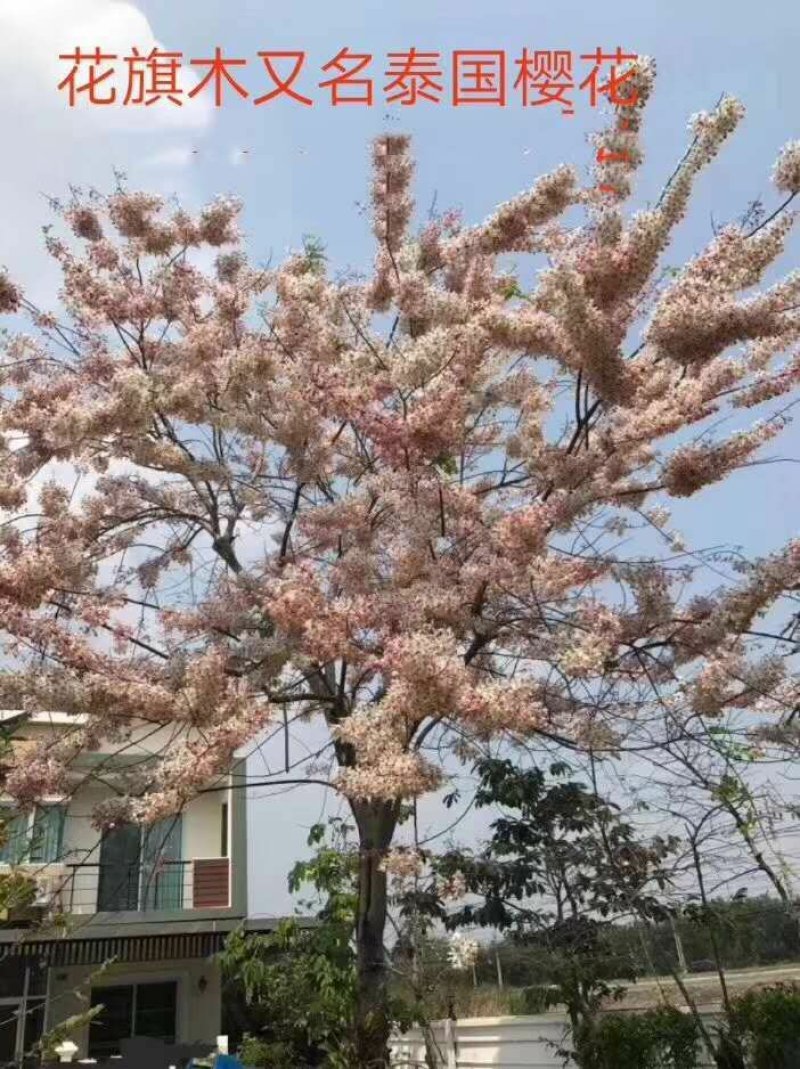 泰国樱花，花旗木绿植观赏树苗，可以零售