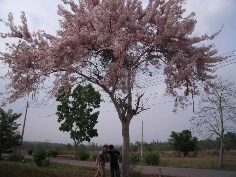 泰国樱花，花旗木绿植观赏树苗，可以零售